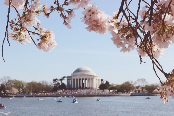 Cherry Blossoms in Washington D.C.