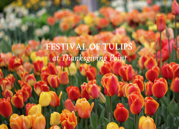 Festival of Tulips / Part 1