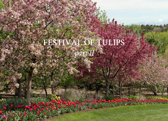 Festival of Tulips / Part 2